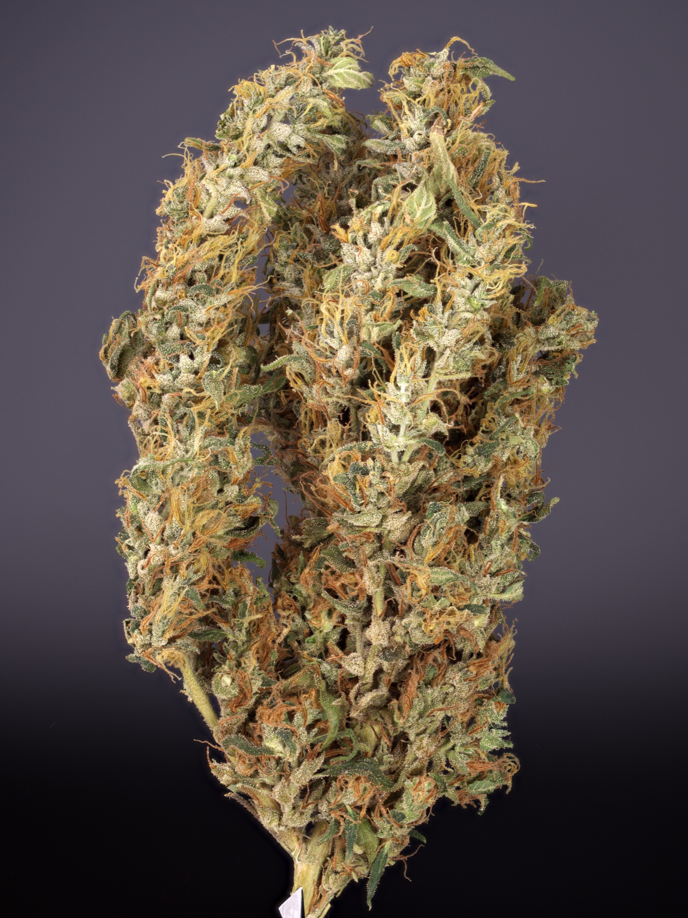 Jamaican Lambs Bread (Caribbean Heirloom / 'Ganja Supreme')