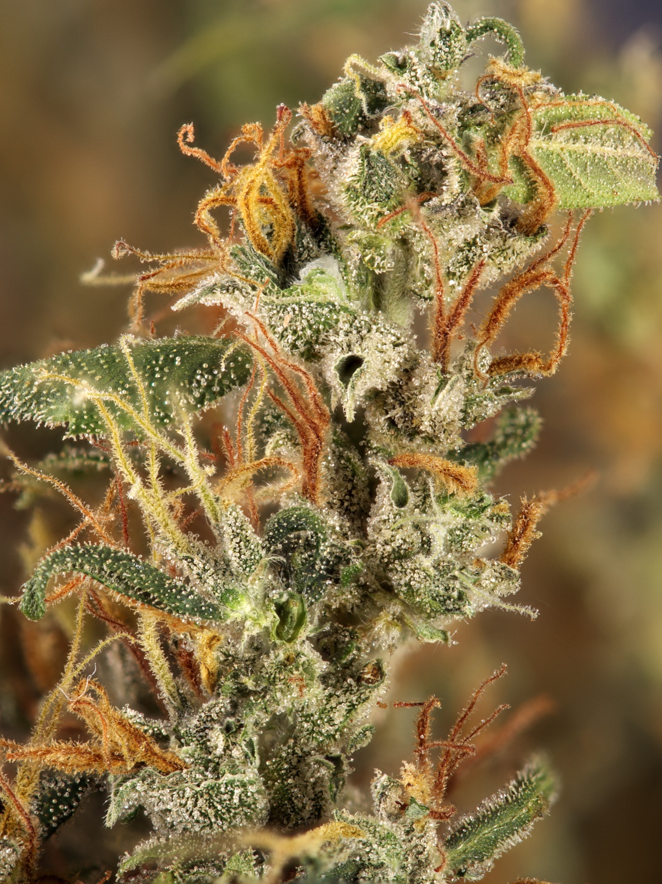 Jamaican Lambs Bread (Caribbean Heirloom / 'Ganja Supreme') Foto 3