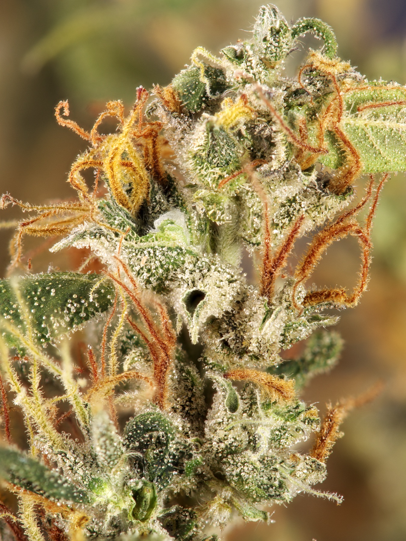 Jamaican Lambs Bread (Caribbean Heirloom / 'Ganja Supreme') Foto 4