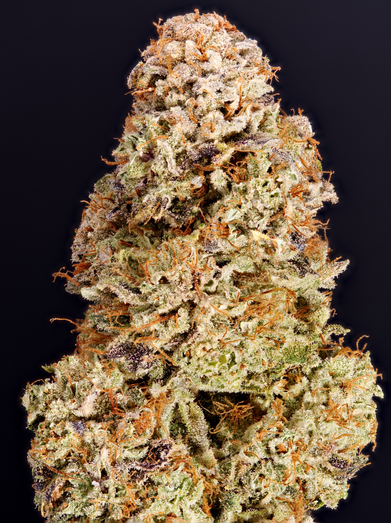 San Fernando Valley OG (SFV OG) Foto 2