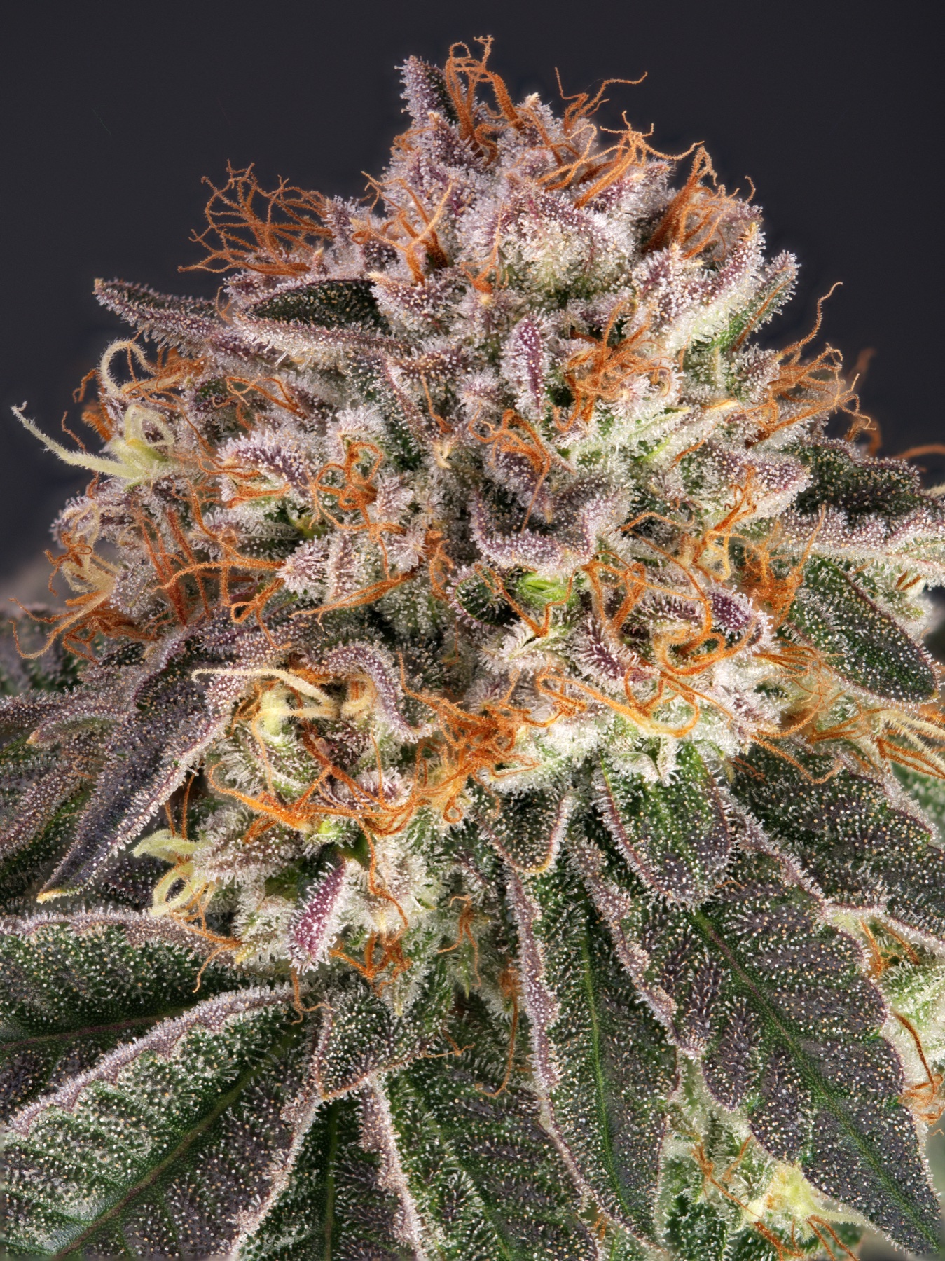 San Fernando Valley OG (SFV OG) Foto 7