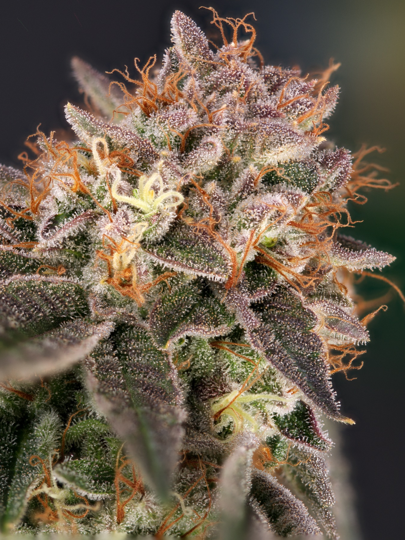 San Fernando Valley OG (SFV OG) Foto 8