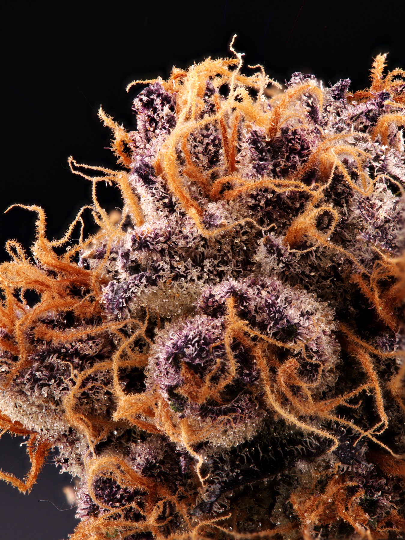 Sour Fraise (150W LED) Foto 3