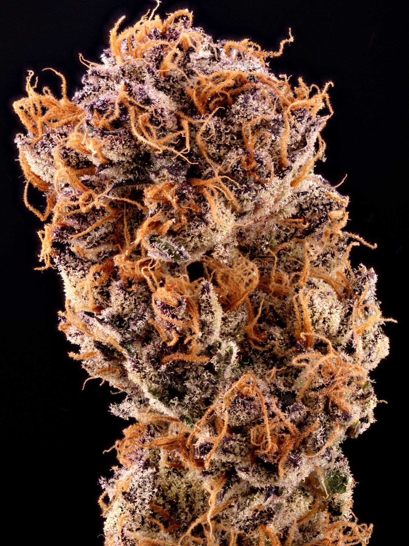 Sour Fraise (150W LED) Foto 4