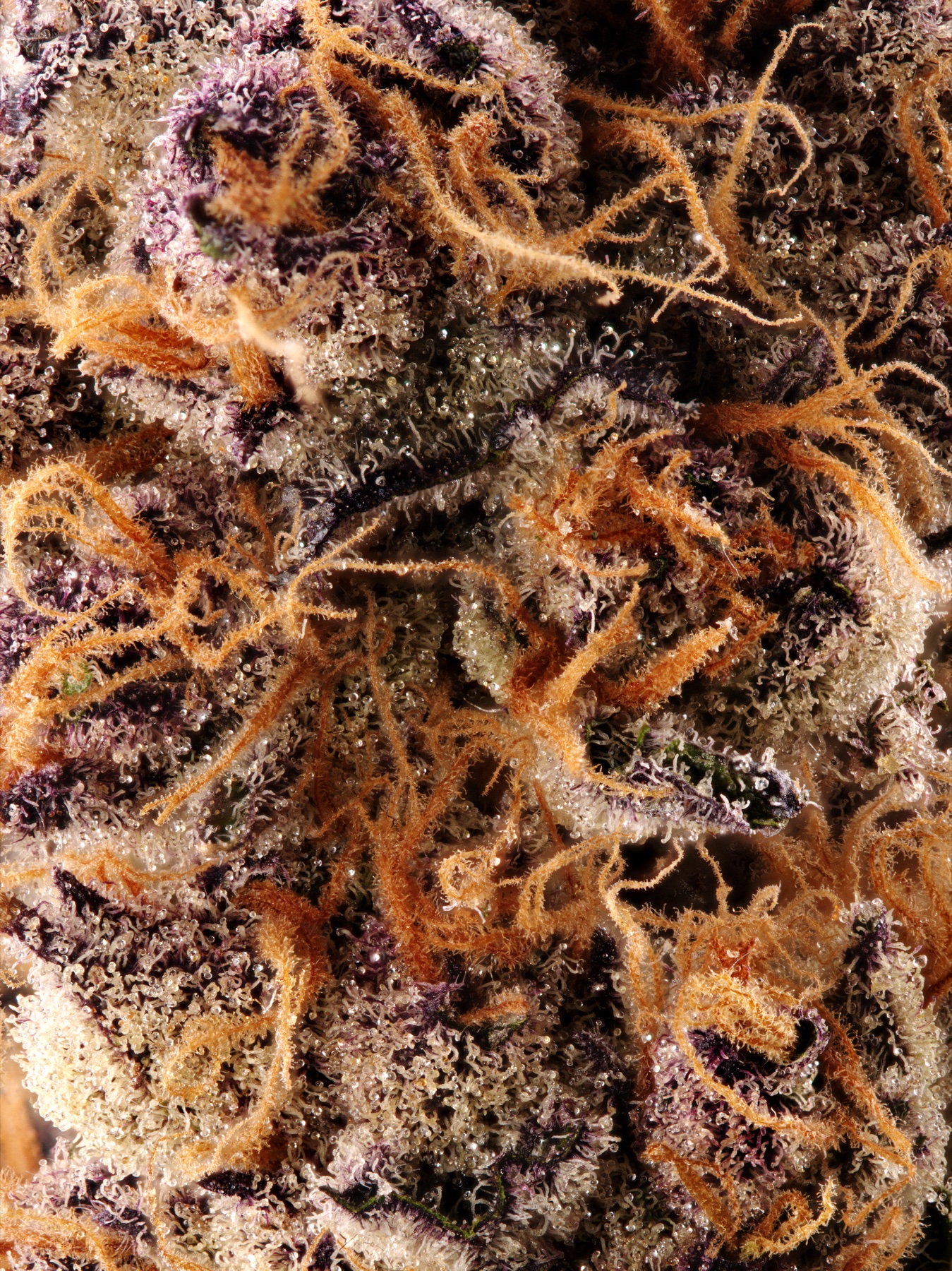 Sour Fraise (150W LED) Foto 8