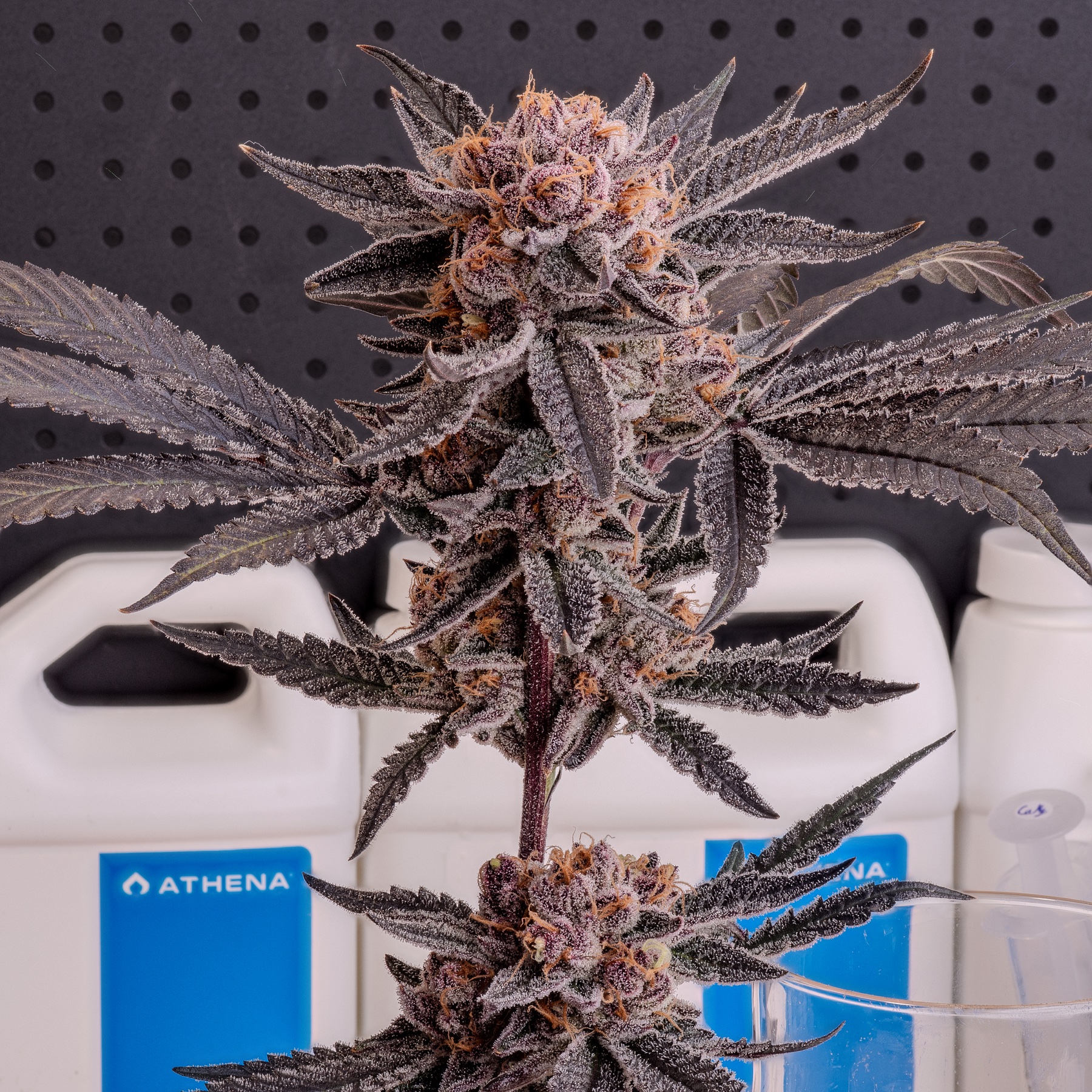 Sour Fraise (150W LED) Foto 6