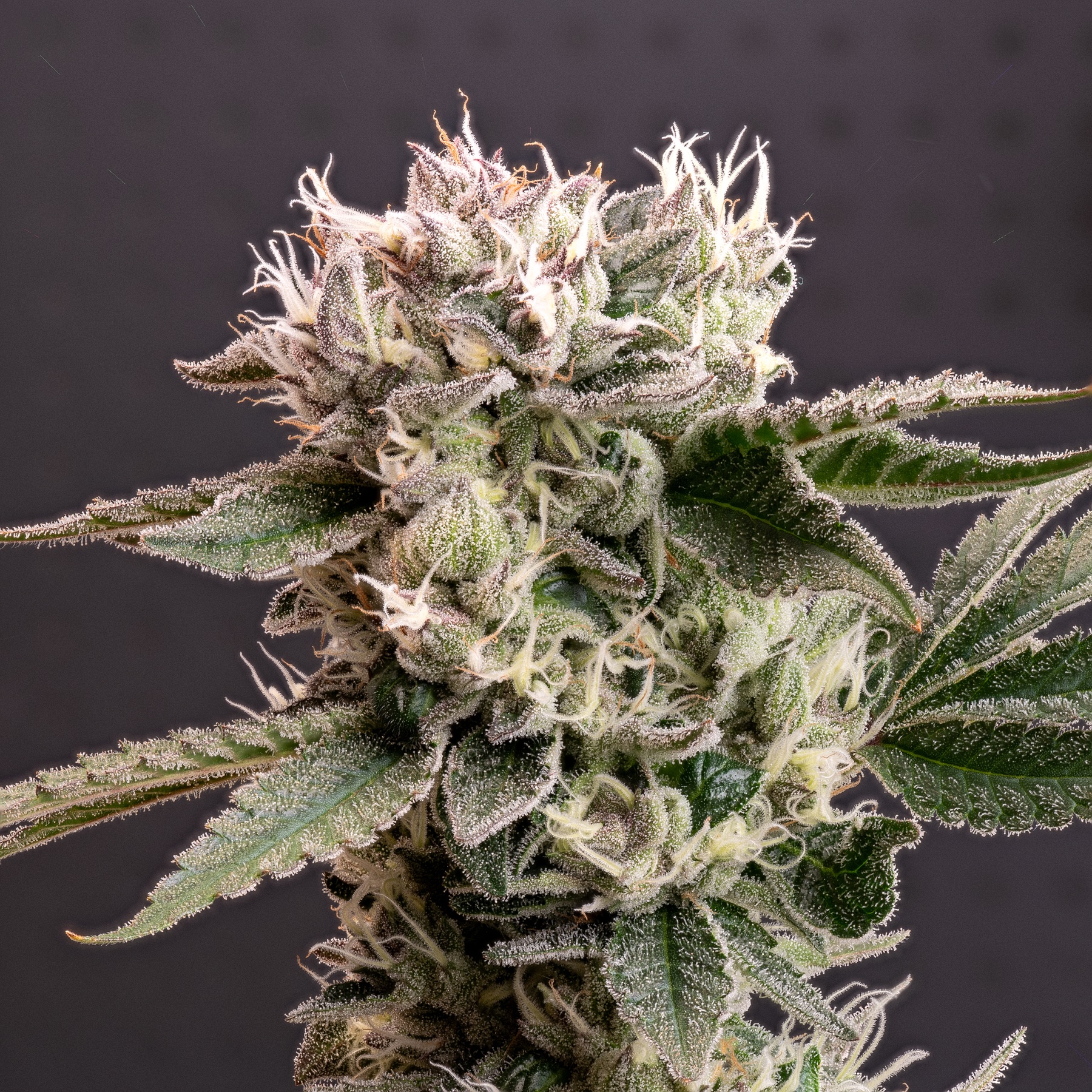 Sour Fraise (240W LED) Foto 7