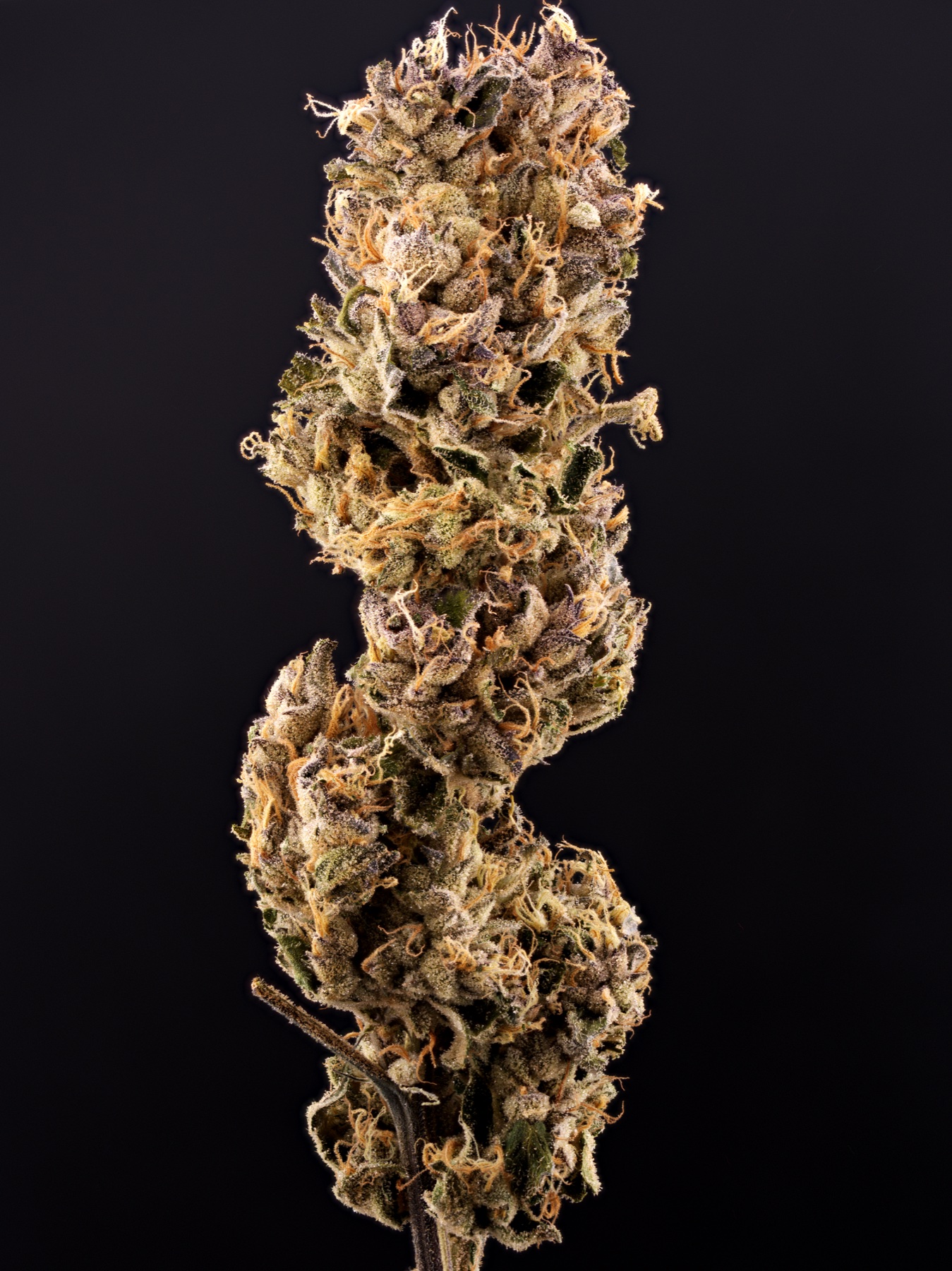 Sour Fraise (240W LED)