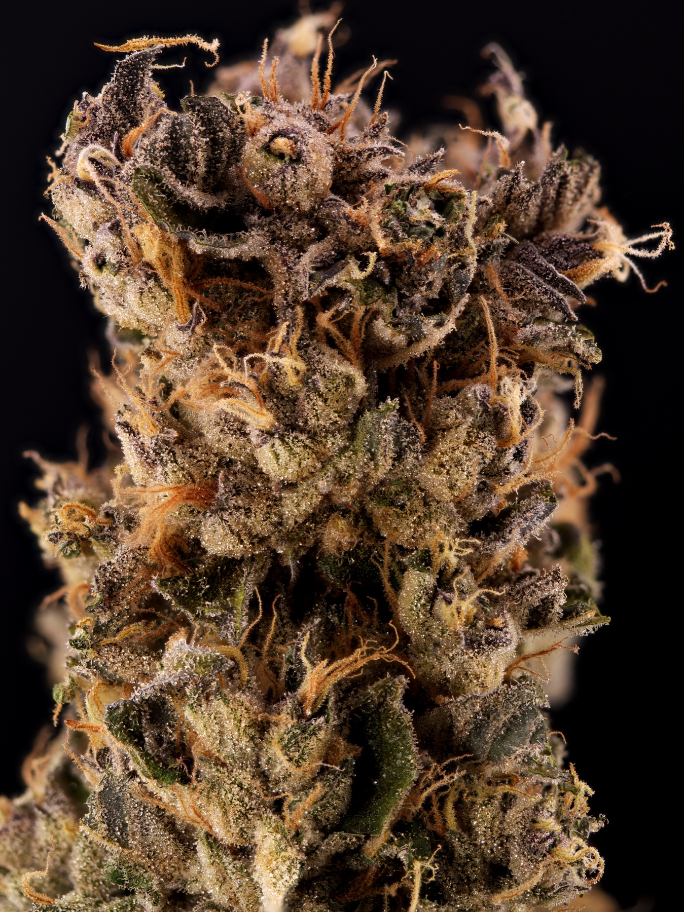 Sour Fraise (240W LED) Foto 2