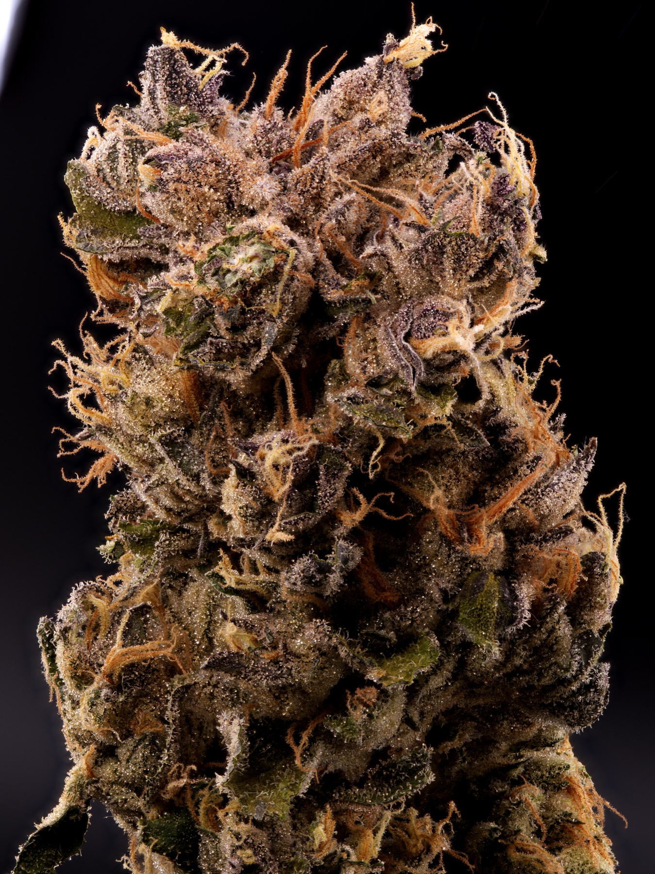 Sour Fraise (240W LED) Foto 4
