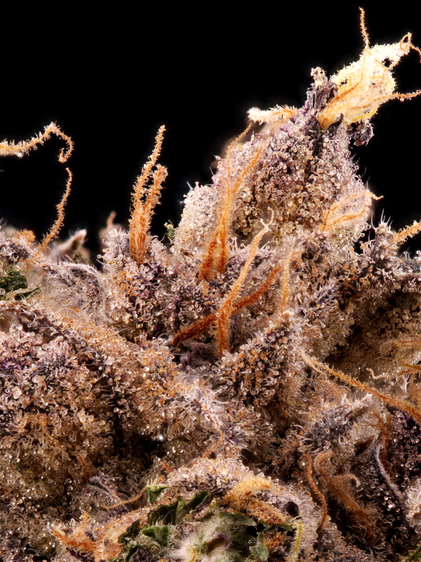 Sour Fraise (240W LED) Foto 9